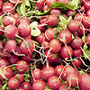 Radish Round Red 